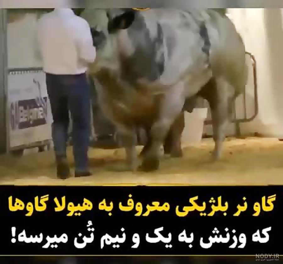 تصاویر گاوهایی که بدن سازی می کنند تصاویر گاوهایی که بدن سازی می کنند