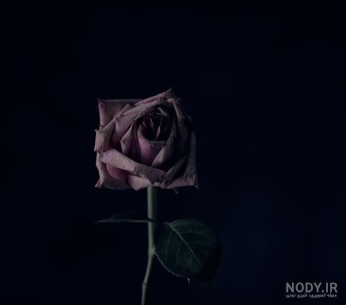 تعبیر خواب گل رز : ۳۲ نشانه و تفسیر دیدن گل رز در خواب تعبیر خواب گل رز : ۳۲ نشانه و تفسیر دیدن گل رز در خواب