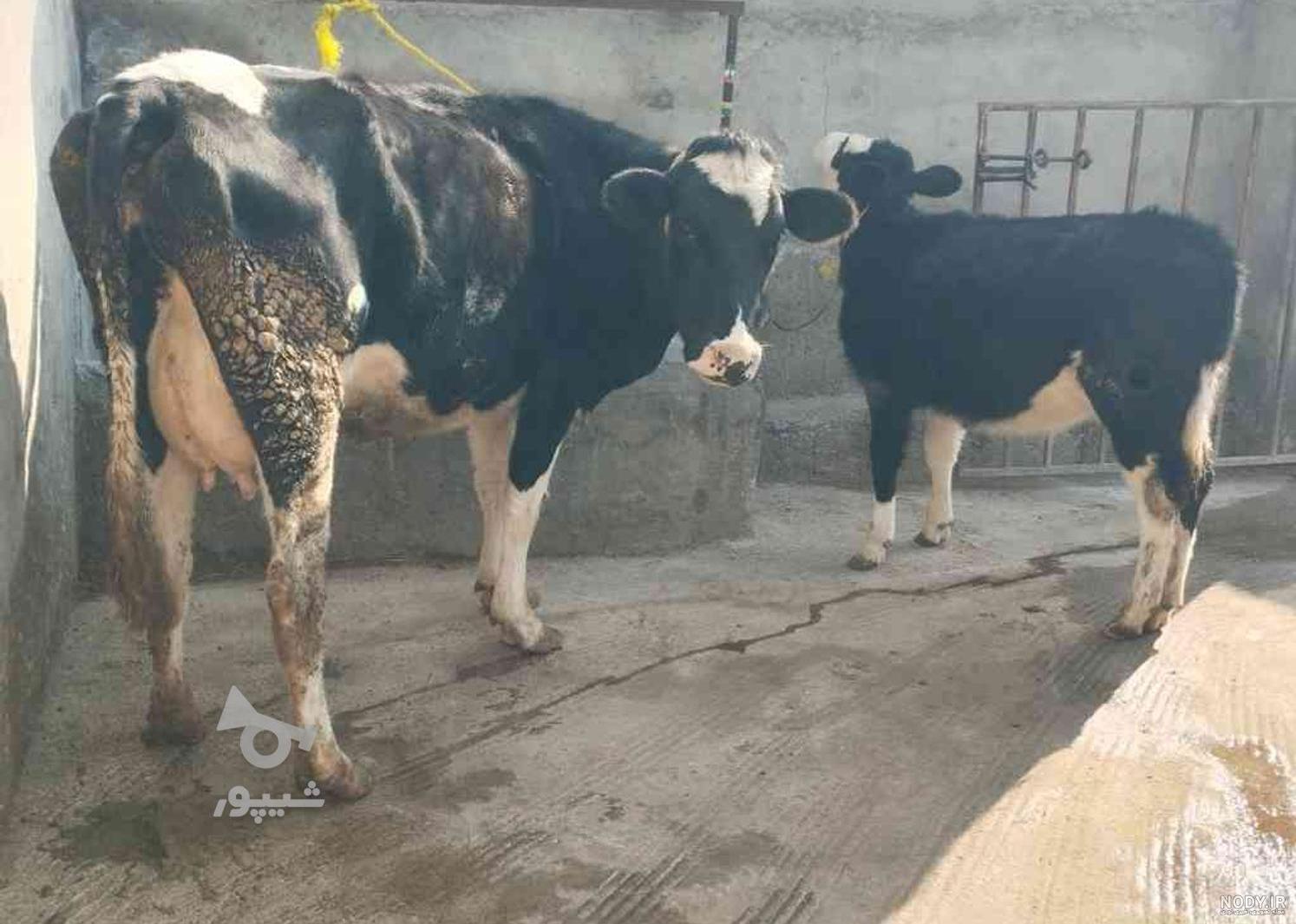 تفاوت بین گاو نر، گاو ماده، گوساله و تلیسه تفاوت بین گاو نر، گاو ماده، گوساله و تلیسه