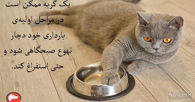 تماس با گربه در بارداری، آنقدرها هم خطرناک نیست تماس با گربه در بارداری، آنقدرها هم خطرناک نیست