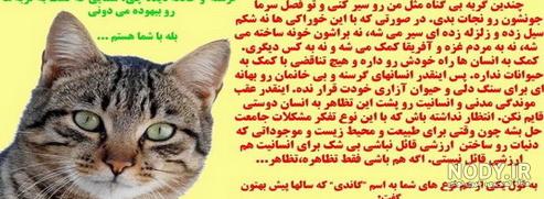 تیپ‌های شخصیتی در گربه ها | پت‌مال