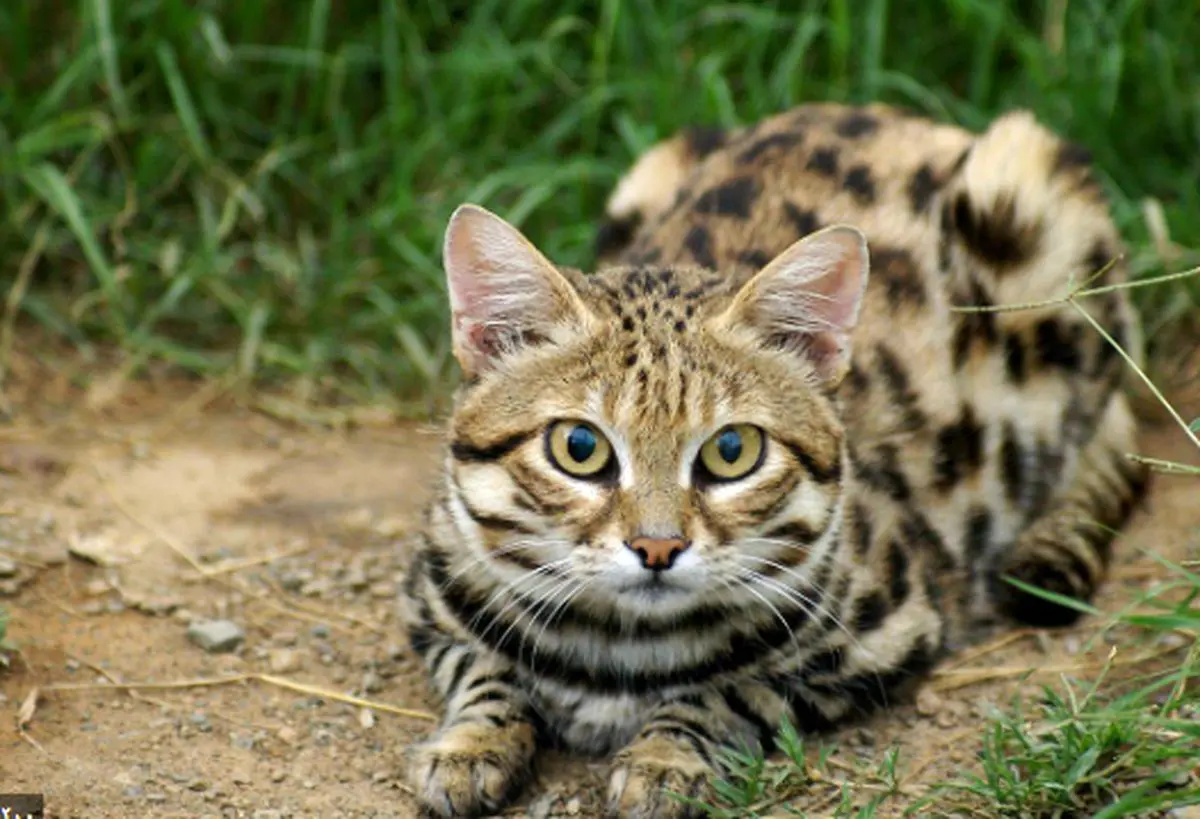 جشن عروسی حیوانات (عکس) جشن عروسی حیوانات (عکس)