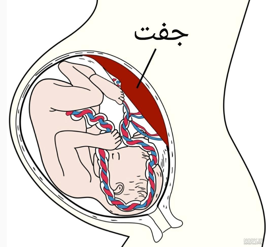 جفت گیری گربه - پت شاپ فراز | فروش سگ | خرید گربه | واردات مستقیم سگ | پرورش توله جفت گیری گربه - پت شاپ فراز | فروش سگ | خرید گربه | واردات مستقیم سگ | پرورش توله