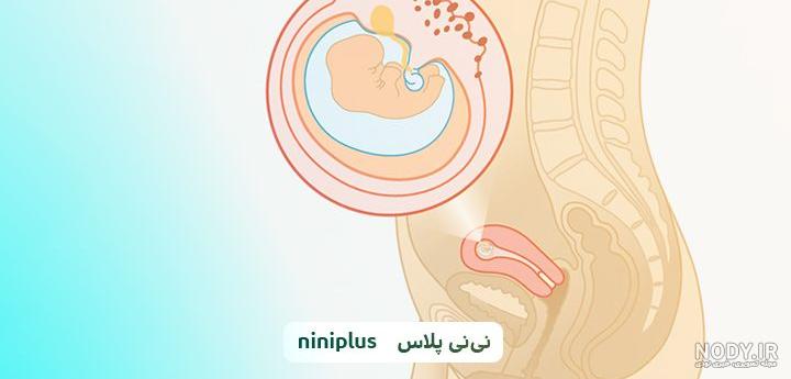 جنسیت جنین، از کی مشخص می‌شود؟