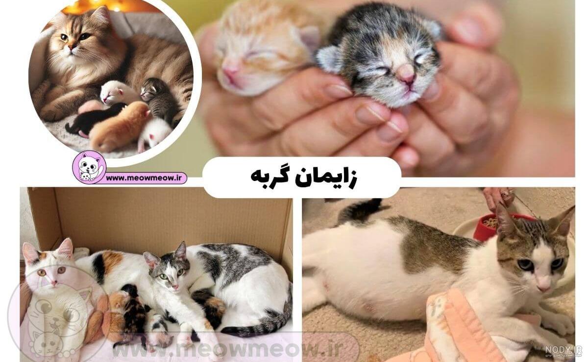 حوله حوله ای برای خشک کردن حوله های حمام سگ با هودی پتوی گرم گربه سگ برای  سگ ها و گربه های کوچک و متوسط