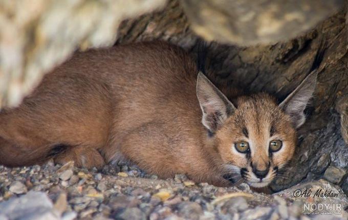 حیوان سیاه گوش یا کاراکال (Caracal) چیست؟ + عکس در ایران - مجله فکت حیوان سیاه گوش یا کاراکال (Caracal) چیست؟ + عکس در ایران - مجله فکت