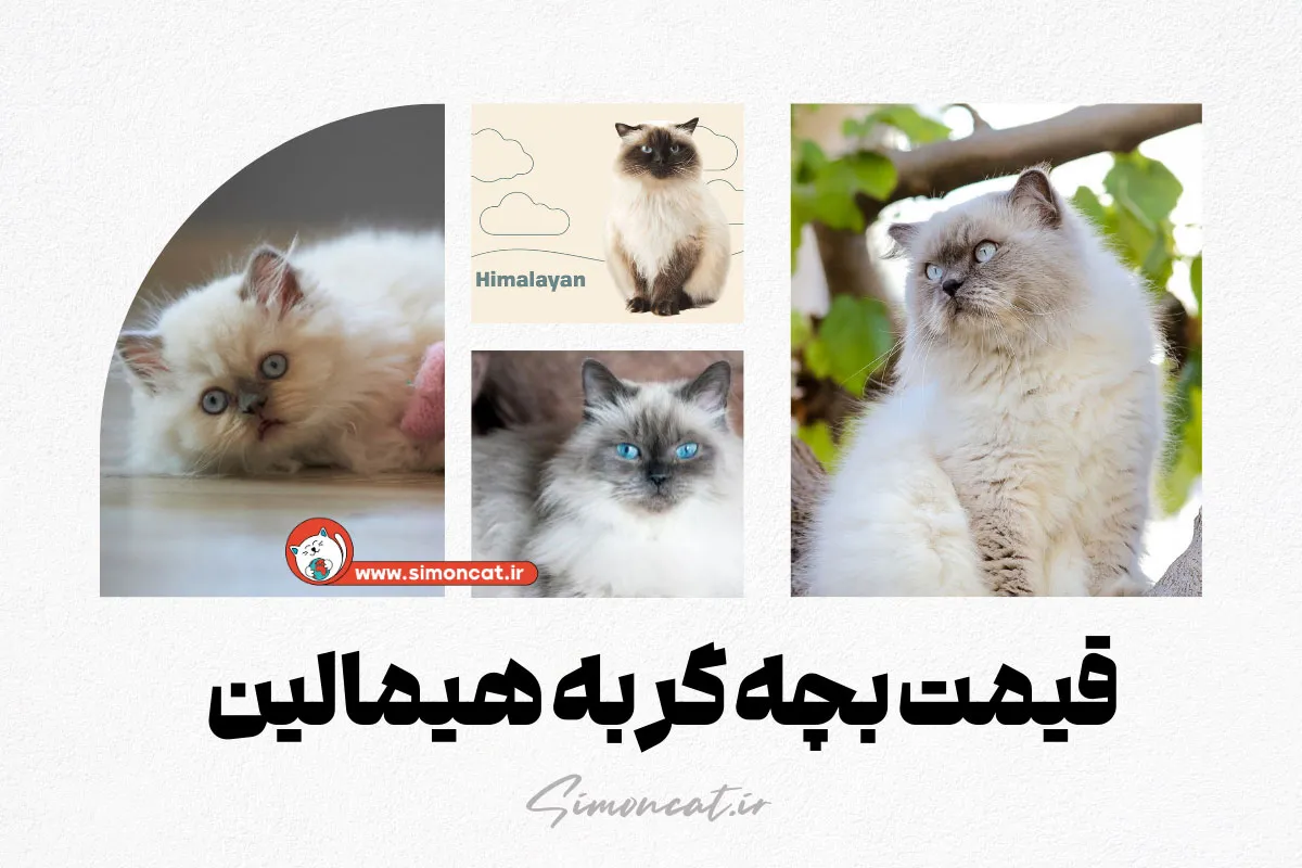 خرید بچه گربه|۰۹۲۱۶۰۳۷۹۲۶|بهترین قیمت گربه |مرکز تخصصی خرید و فروش گربه| خرید بچه گربه|۰۹۲۱۶۰۳۷۹۲۶|بهترین قیمت گربه |مرکز تخصصی خرید و فروش گربه|
