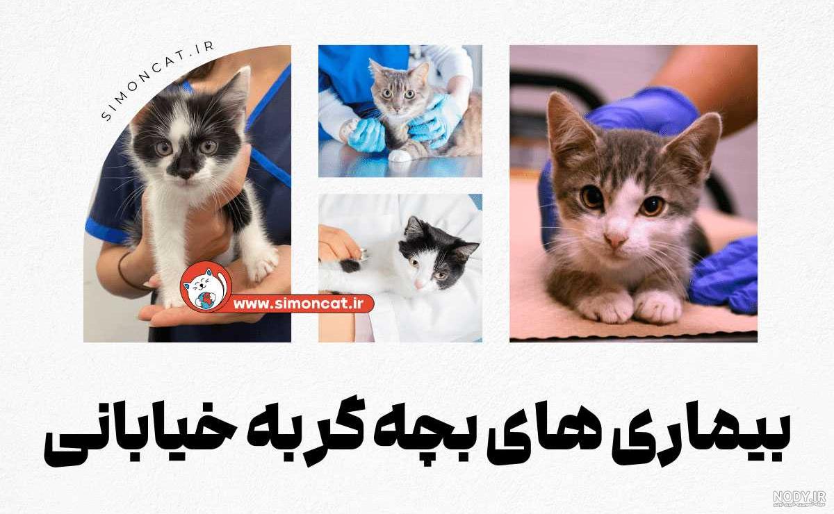 خرید غذای بچه گربه شیر و سالمون مونلو - Monello Kitten - پت زیپ خرید غذای بچه گربه شیر و سالمون مونلو - Monello Kitten - پت زیپ
