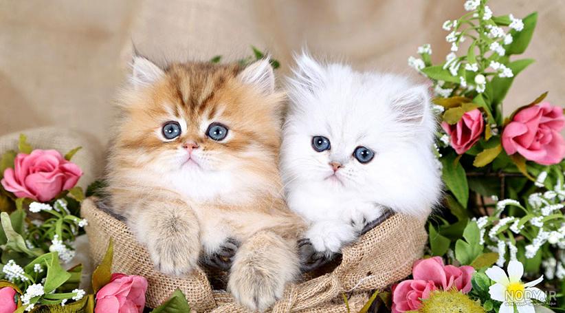 خرید و فروش گربه، بچه گربه و انواع نژاد گربه