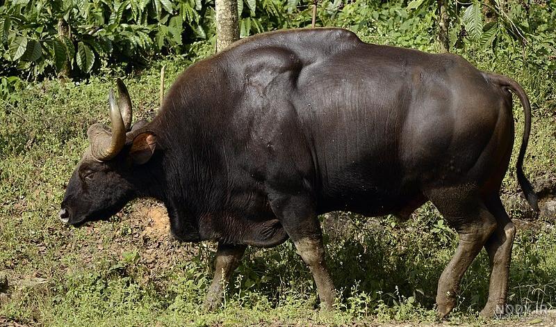 خرید و قیمت اسباب بازی فیگور جعبه دار گاو وحشی پلاستیکی سه عددی (WILD LIFE) | ترب خرید و قیمت اسباب بازی فیگور جعبه دار گاو وحشی پلاستیکی سه عددی (WILD LIFE) | ترب