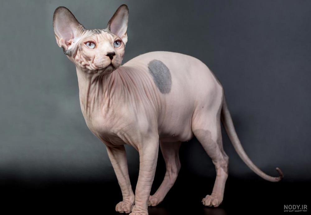 خرید و قیمت گربه اسفینکس⭐️(sphynx) در ایران – پت شاپ گلبا