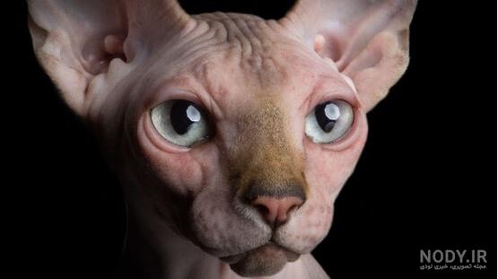خرید و قیمت گربه اسفینکس⭐️(sphynx) در ایران – پت شاپ گلبا