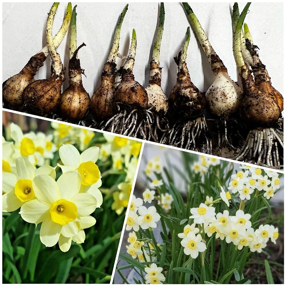 خرید پستی پیاز نرگس شیراز - Narcissus tazetta Bulb | فروشگاه بذر مغان خرید پستی پیاز نرگس شیراز - Narcissus tazetta Bulb | فروشگاه بذر مغان
