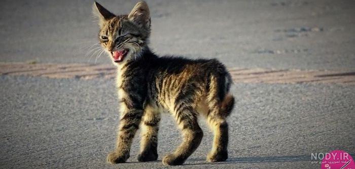 خشمگین ترین گربه جهان + تصاویر خشمگین ترین گربه جهان + تصاویر