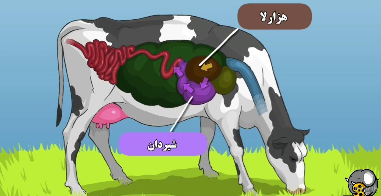دامپزشکی گاو 5. در 2 هفته گذشته 3 رأس از گاوهای ما دچار نفخ شدند و مردند. آیا ..... | مجتمع صنایع تبدیلی دستچین عالی دامپزشکی گاو 5. در 2 هفته گذشته 3 رأس از گاوهای ما دچار نفخ شدند و مردند. آیا ..... | مجتمع صنایع تبدیلی دستچین عالی