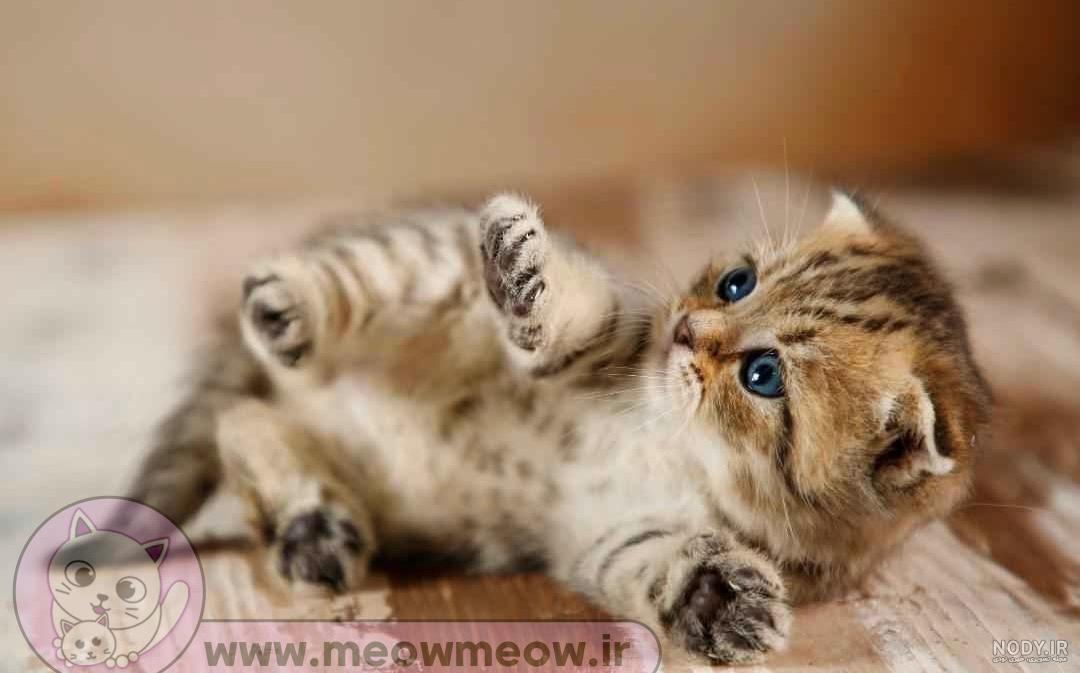دلتنگی شدید یک گربه برای جفتش + فیلم دلتنگی شدید یک گربه برای جفتش + فیلم