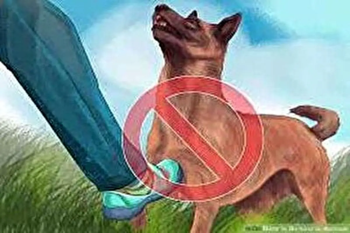 دوستی عاشقانه و خنده دار سگ بامزه و گاو غول پیکر