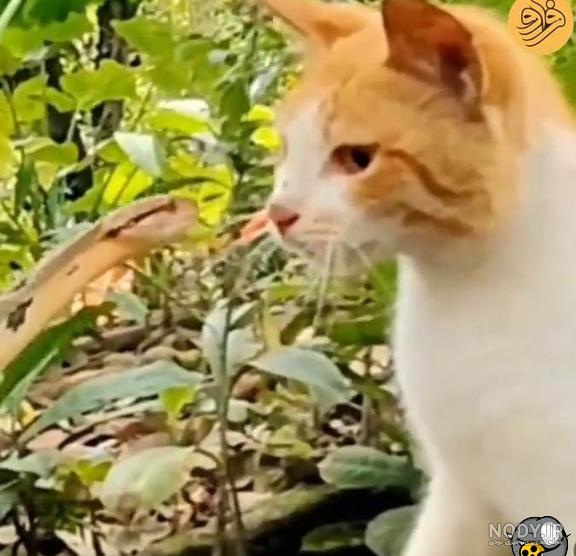 دیدنی ترین حملات گربه های وحشی دیدنی ترین حملات گربه های وحشی