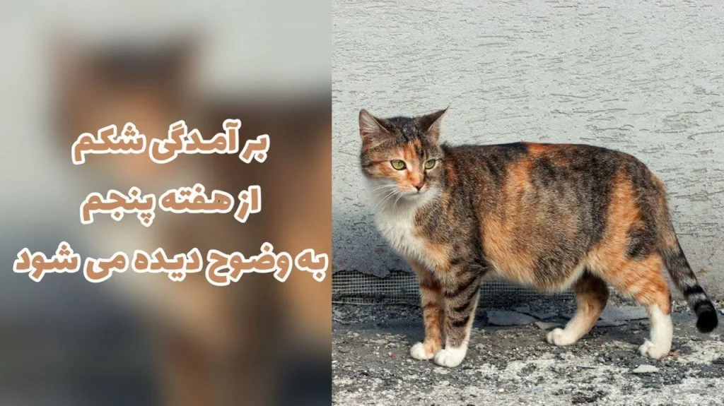 راهنمای کامل مراقبت و نگهداری از گربه مادر و نوزادش پس از زایمان - ماکی کالا مگ راهنمای کامل مراقبت و نگهداری از گربه مادر و نوزادش پس از زایمان - ماکی کالا مگ