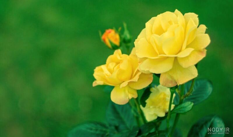 زیبا عکس گل رز زرد برای پروفایل زیبا عکس گل رز زرد برای پروفایل