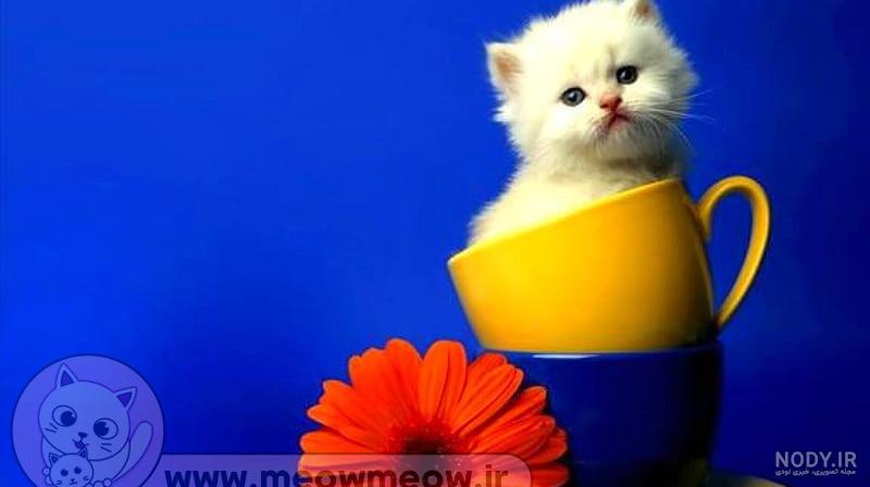 سگ فنجانی (هر آن چه باید درباره سگ های فنجانی یا جیبی بدانید)-فارسی پت