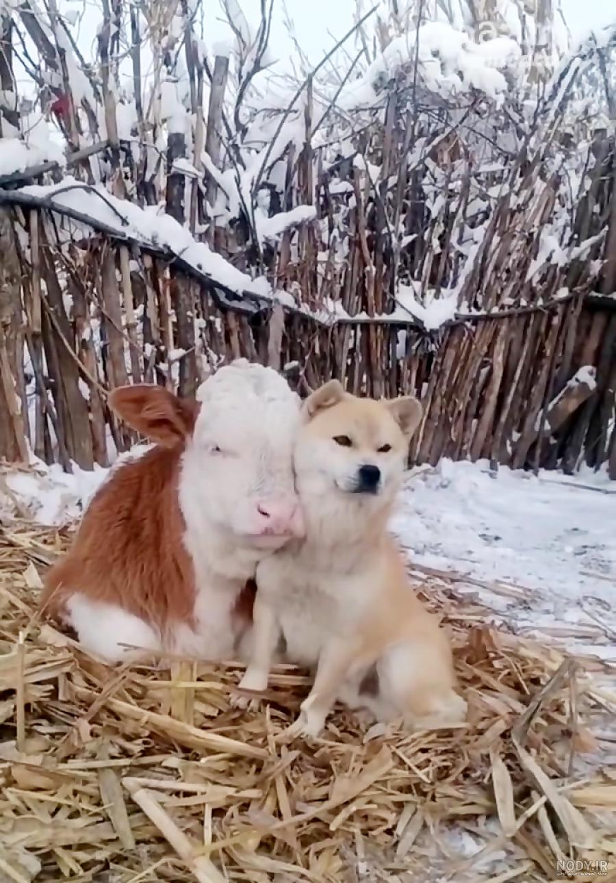 سگ گاو استرالیایی Australian Cattle Dog