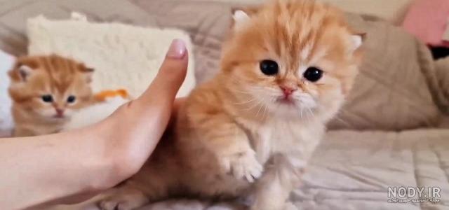 عذرخواهی شقایق دهقان بابت گربه آزاری برادرش