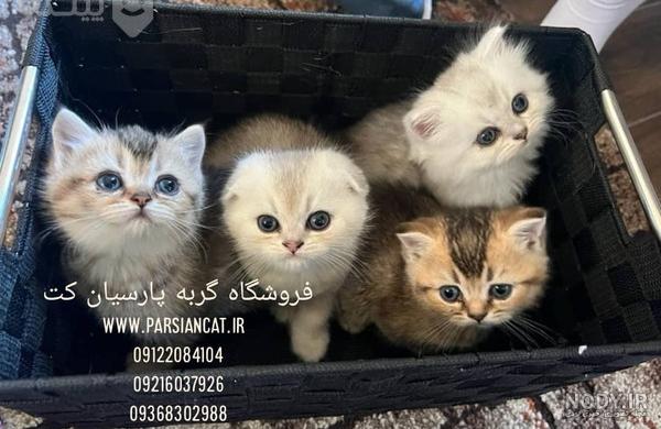 عروسك گربه فنجاني 22 سانتي كد 10754 – تولیدی نهال | تولید و پخش لوازم سیسمونی عروسك گربه فنجاني 22 سانتي كد 10754 – تولیدی نهال | تولید و پخش لوازم سیسمونی