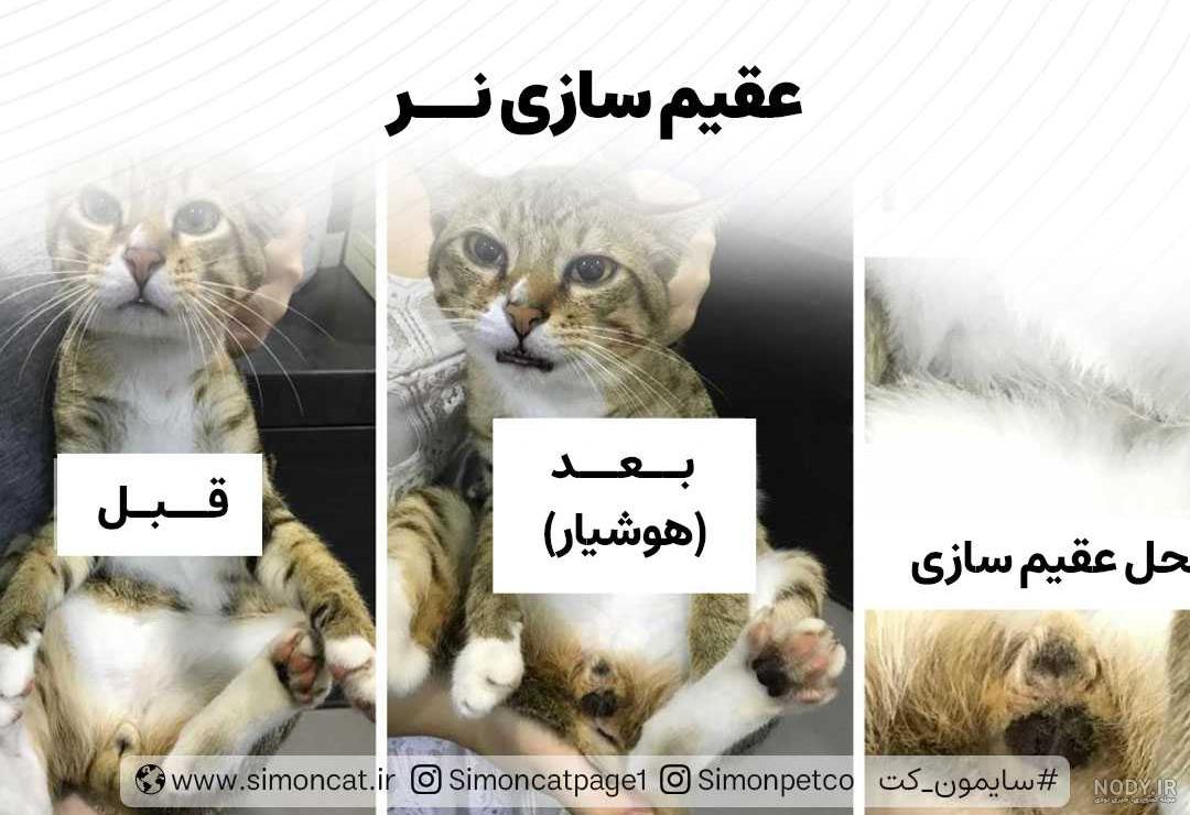 عقیم کردن گربه ها | پت شاپ آنلاین پت آباد عقیم کردن گربه ها | پت شاپ آنلاین پت آباد