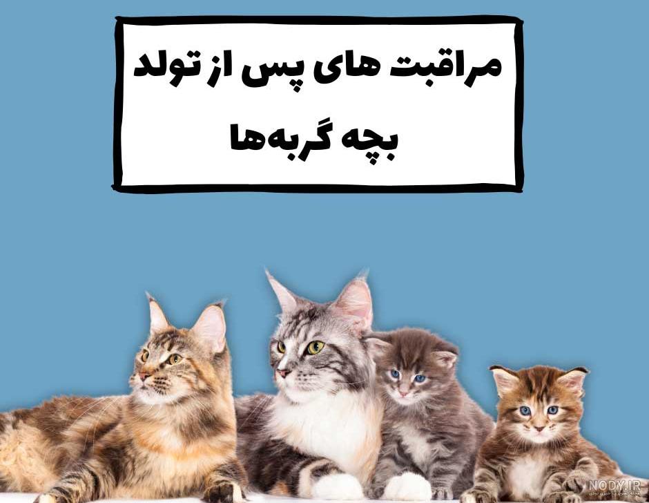 علائم و نشانه های بارداری گربه — پت شاپ آنلاین پت پارس علائم و نشانه های بارداری گربه — پت شاپ آنلاین پت پارس