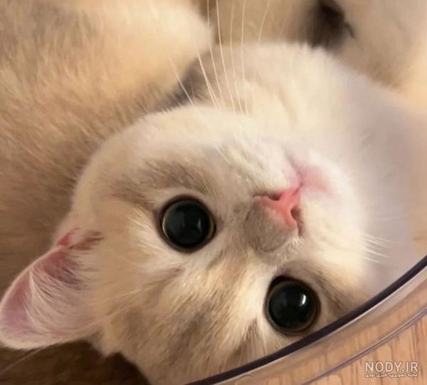 عکســـ از گربــــه🐱