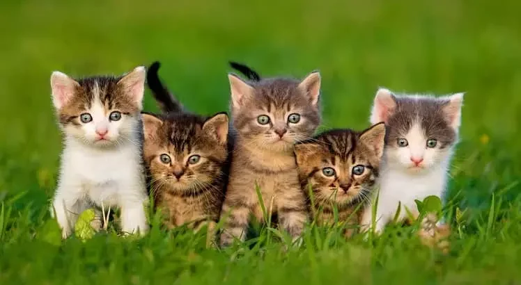 عکس انواع گربه های خانگی