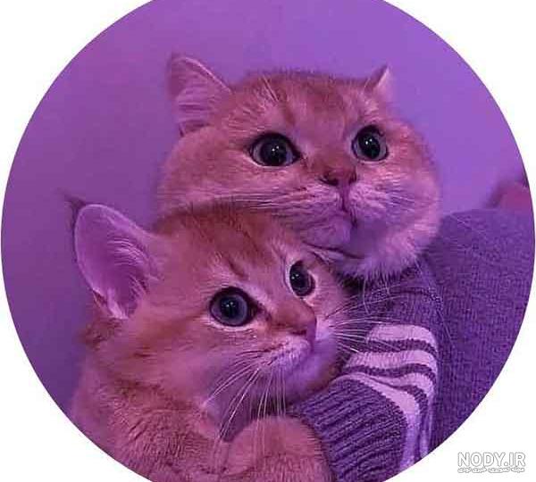 عکس بدون پس زمینه گربه شاد