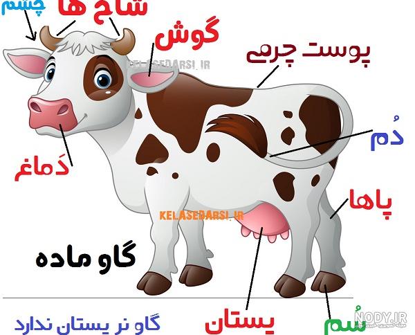 عکس بچه گاو ❤️ [ بهترین تصاویر ]