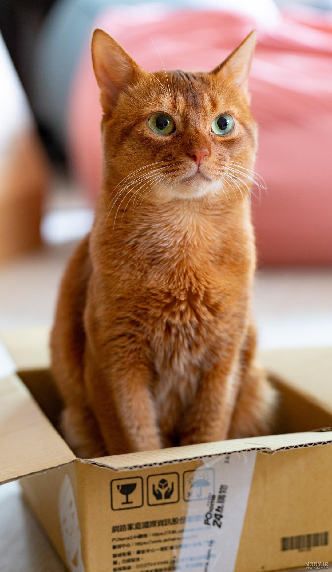 عکس بچه گربه برای بک گراند موبایل - پت شاپ اسکای پت