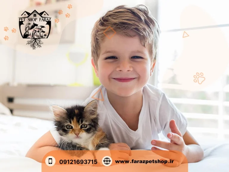 عکس بچه گربه رگدال عکس بچه گربه رگدال