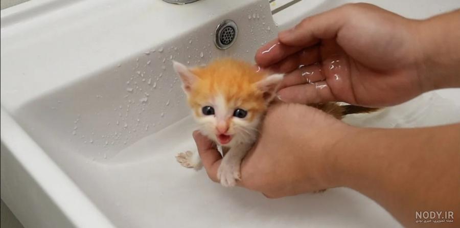 عکس بچه گربه سفید واقعی
