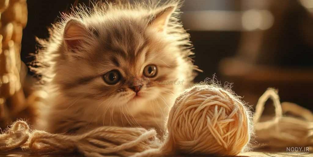 عکس بچه گربه قهوه ای عکس بچه گربه قهوه ای