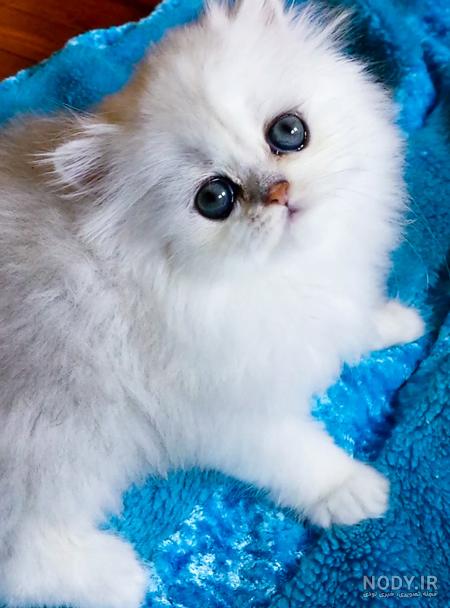 عکس بچه گربه ناز و خوشگل عکس بچه گربه ناز و خوشگل