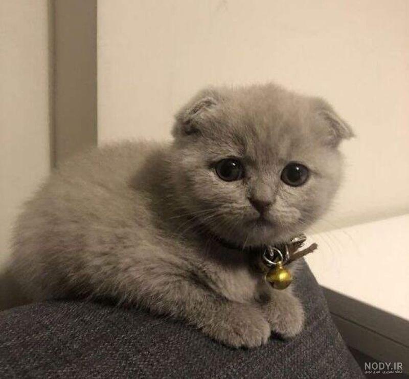 عکس تبلیغاتی گربه قهوه ای عکس تبلیغاتی گربه قهوه ای