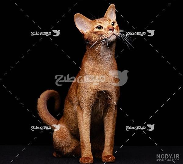 عکس تبلیغاتی گربه قهوه ای روشن عکس تبلیغاتی گربه قهوه ای روشن