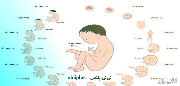 عکس جنین دختر و پسر در سونوگرافی و تفاوتهای آنها | مرکز تصویربرداری دکتر شاکری عکس جنین دختر و پسر در سونوگرافی و تفاوتهای آنها | مرکز تصویربرداری دکتر شاکری