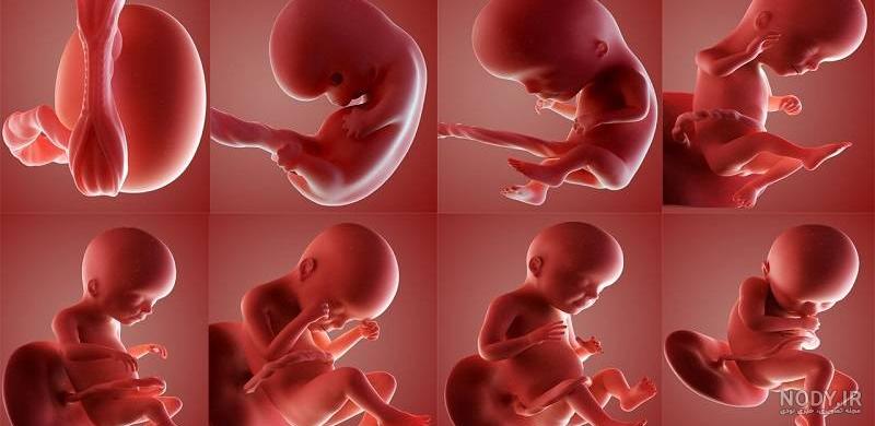 عکس جنین۵ ماه عکس جنین۵ ماه