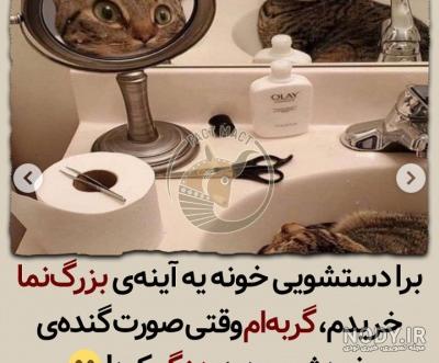 عکس های خنده دار گربه - عکس نودی عکس های خنده دار گربه - عکس نودی