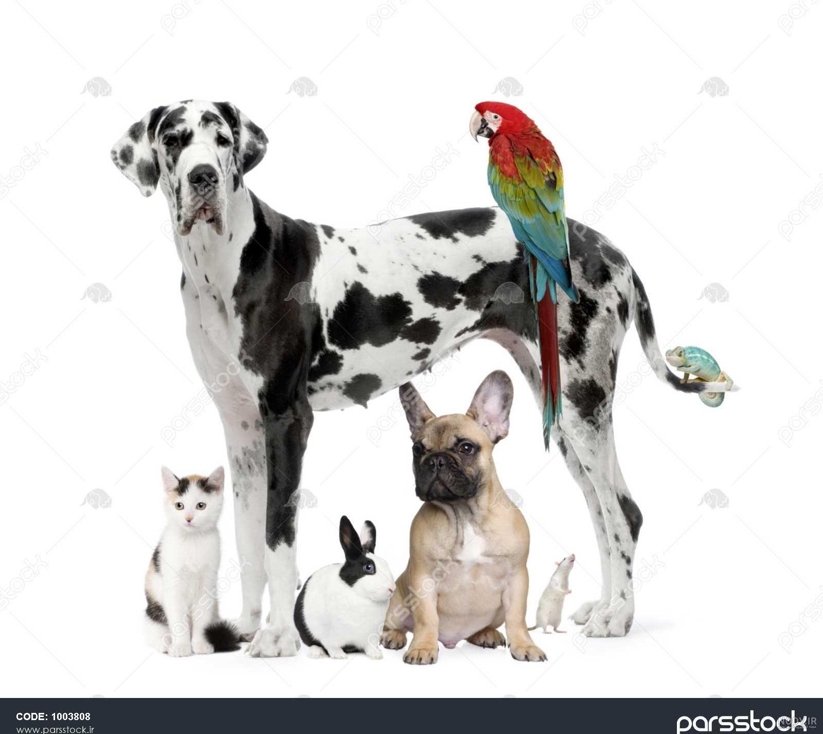 عکس سگ و گربه و خرگوش عکس سگ و گربه و خرگوش