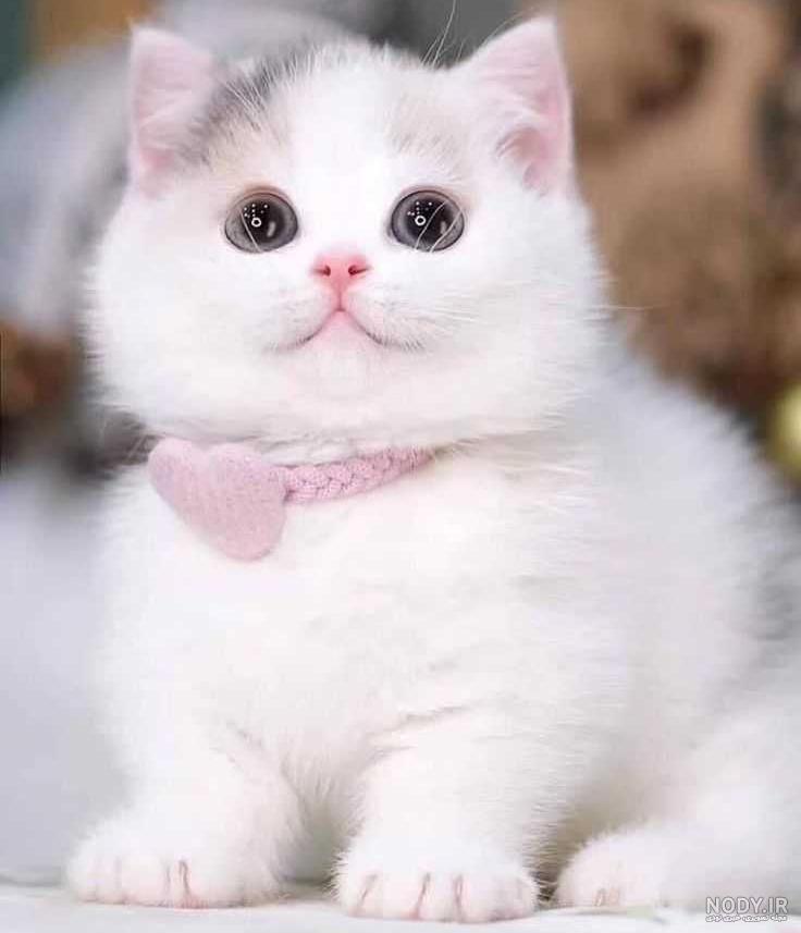 عکس عاشقانه گربه بدون متن عکس عاشقانه گربه بدون متن