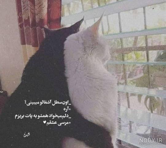 عکس های عاشقانه گربه - عکس نودی عکس های عاشقانه گربه - عکس نودی