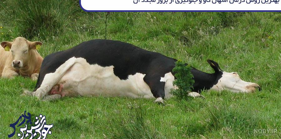عکس غذا خوردن گاو عکس غذا خوردن گاو