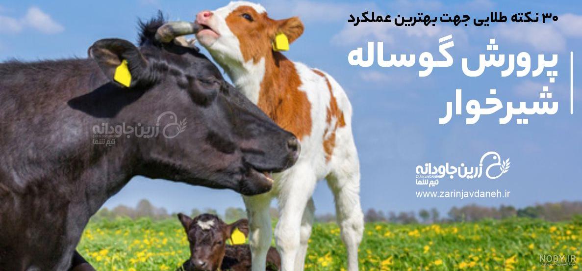 عکس غذا گاو - عکس نودی عکس غذا گاو - عکس نودی