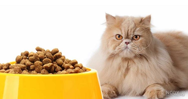 عکس غذای مخصوص گربه